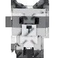 Raccoon